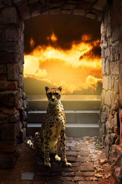Background Fantasy Cheetah Predator Sunset