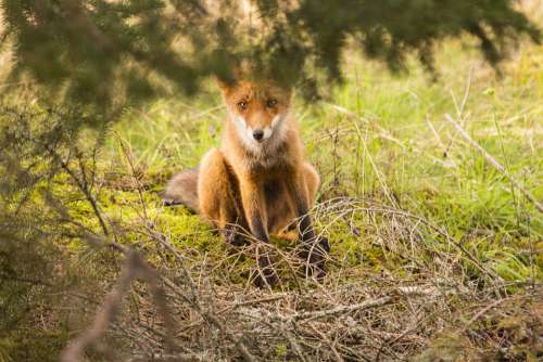 Fuchs Wild Animal Fur Reddish Predator