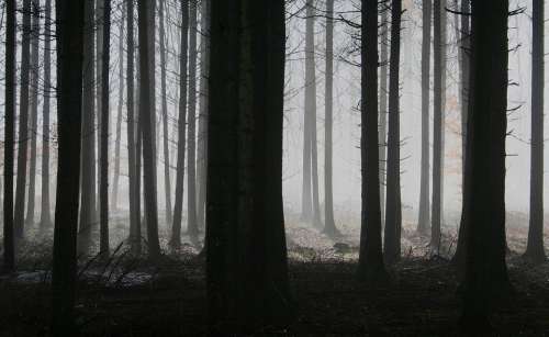 Forest Trees Fog Autumn Gloomy Mysterious