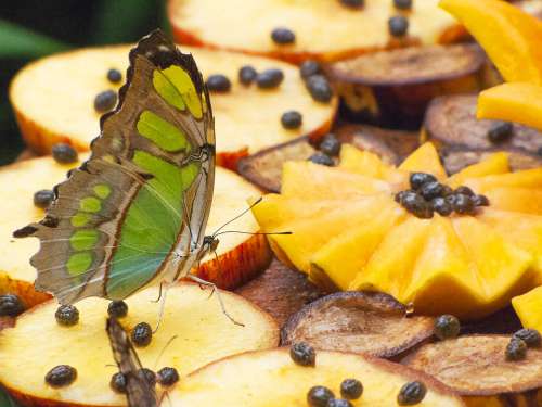 Butterfly Fruit Brazil Amazon Forest Jungle