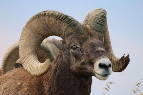 Sheep Bighorn Badlands Rams Ram Horns Wildlife