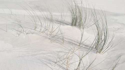 Beach Sand Beach Grass Spiekeroog