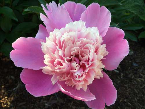 Peony Flower Blossom Bloom Pink