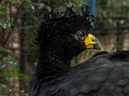 Bird Blackbird Brazil Amazon Forest Jungle