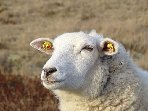 Sheep Quiet Wool Grass Nature Animal Landscape