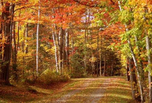 Autumn Fall Woods Woodland Forest Road Leaves