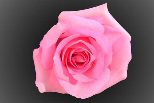 Rose Pink Flowers Love