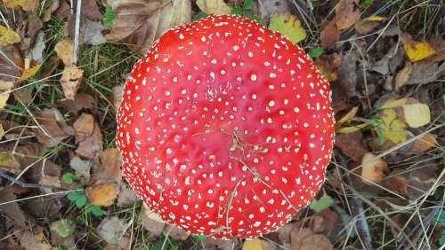 Amanita Mushroom Forest Red Poisonous