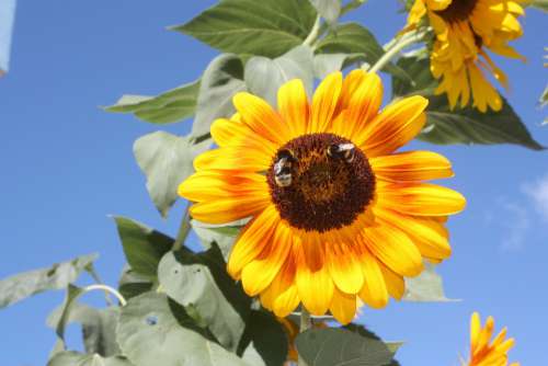 Flower Sunflower Bee Nature