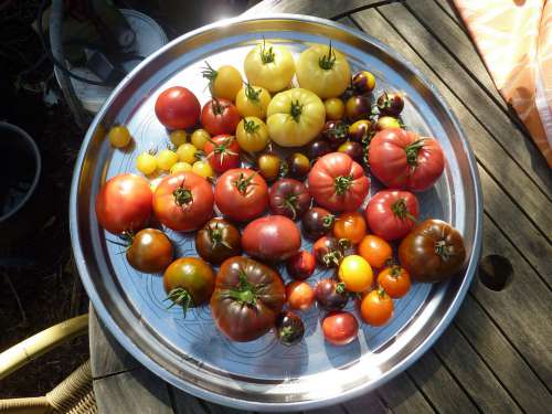Tomatoes Wanted Heirloom Harvest