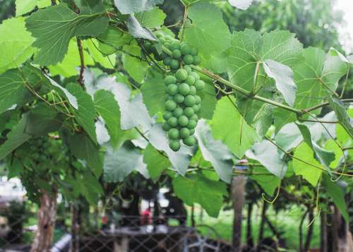 Uva Horta Fruit Nature Health Power Supply Plants