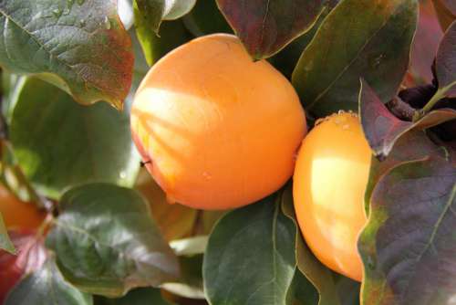 Khaki Orange Fruit Persimmon Fall