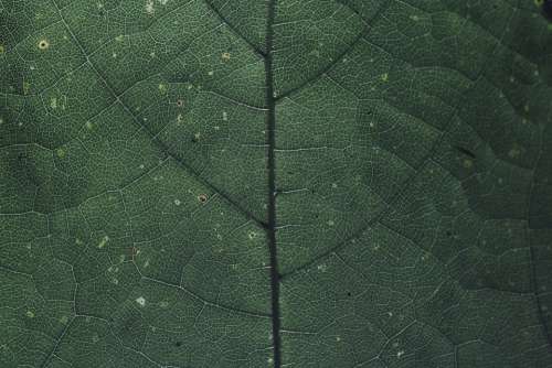 Leaf Chlorophyll Green Nature Plant Macro Garden