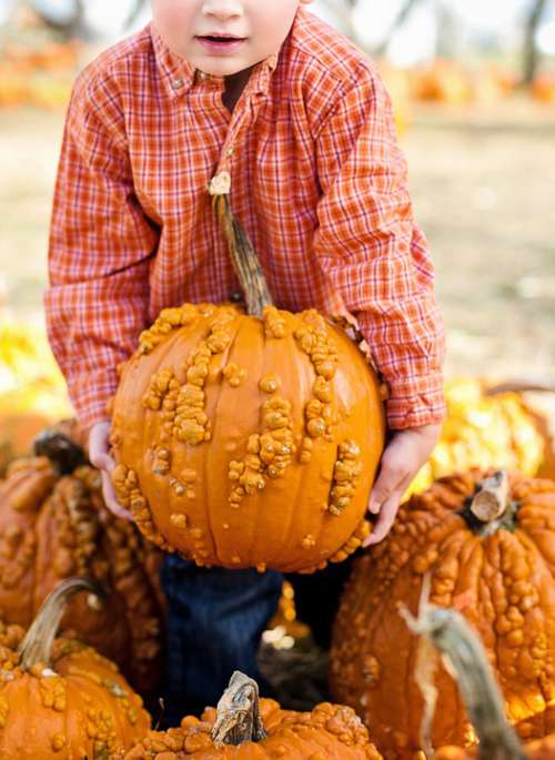 Pumpkins Halloween Autumn Orange Fall Harvest