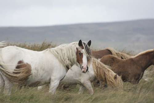 Horse Pony Mane Animal Rural Mare