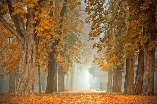 Avenue Away Trees Chestnut Fall Color Autumn Fog