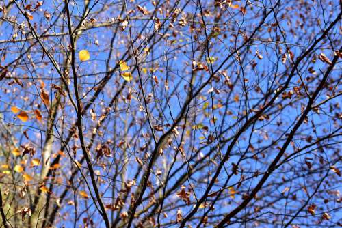 Autumn Forest Nature Landscape Trees Leaves Mood