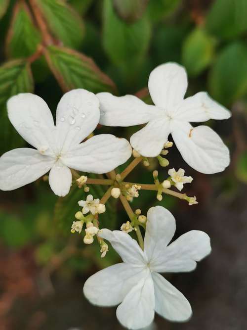 Flower White Plant