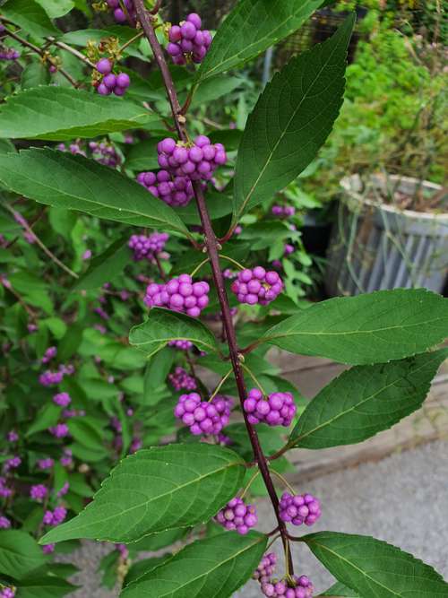 Plant Nature Garden Green Purple Environment Herb