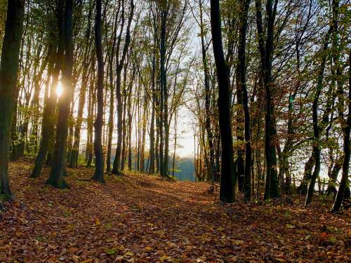 November Sunset Autumn Wienerwald Trees Leaves
