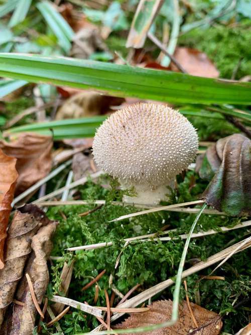 Mushroom Bottle Bovist Umbrinum Forest