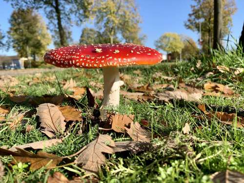 Mushroom Autumn Red Fungi Agaric Leaves Hat