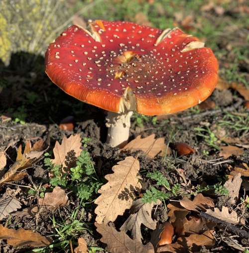 Mushroom Autumn Red Fungi Agaric Leaves Hat