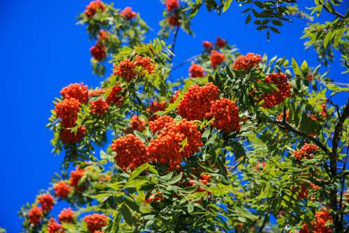 Rowanberries Bush Leaves Flora Vitamins Blossom
