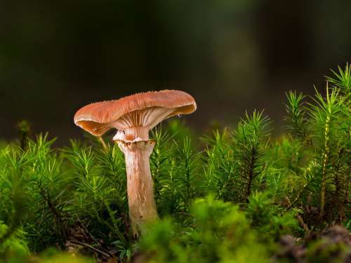 Mushroom Small Mushroom Moss Sponge Mini Mushroom