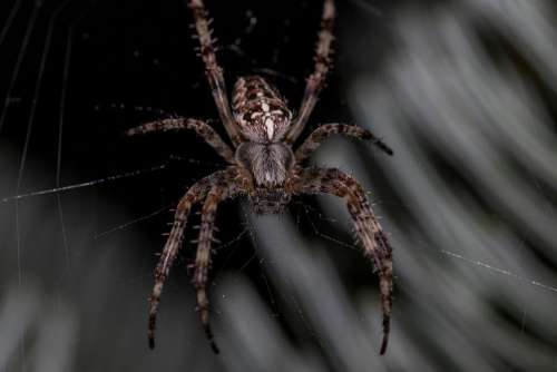 Spider Araneus Cobweb Animal Close Up Web Insect
