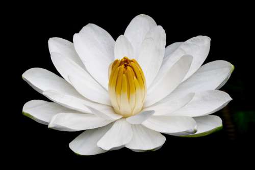 Water Lily Flower White Plant Pond Flower Close Up