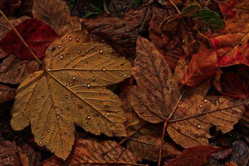 Maple Leaf Autumn Dewdrop Raindrop Morgentau Wet