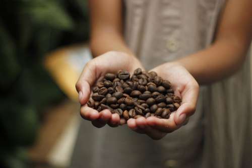 Coffee Coffee Beans Aroma Roasted Beans Espresso