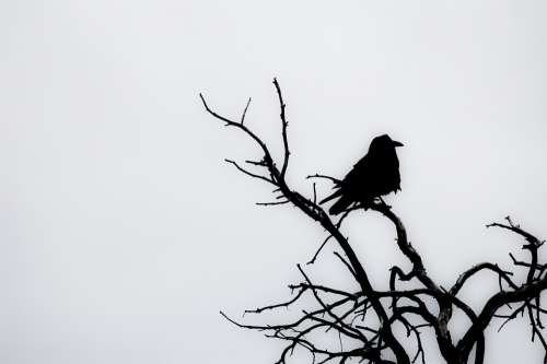 Raven Tree Winter Cold Bird Nature Halloween