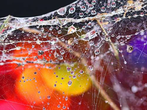 Cobwebs Waterdrops Refraction Colorful Bokeh