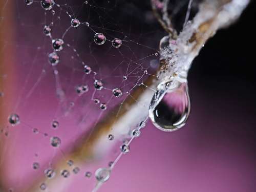 Cobwebs Waterdrops Purple Refraction Wallpaper