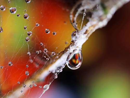 Cobwebs Waterdrops Refraction Bokeh Colorful