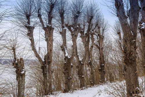 Landscape Trees Nature Winter