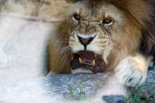 Lion Head Mane Anger Male Face Carnivores