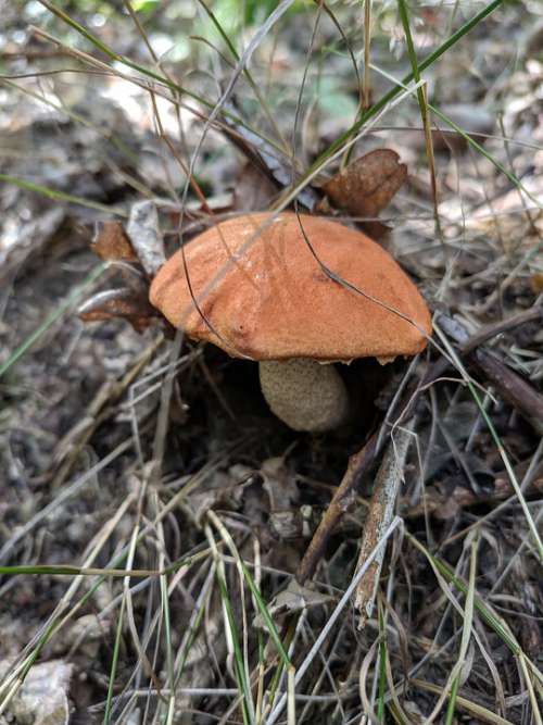 Nature Mushrooms Autumn Forest Close Up