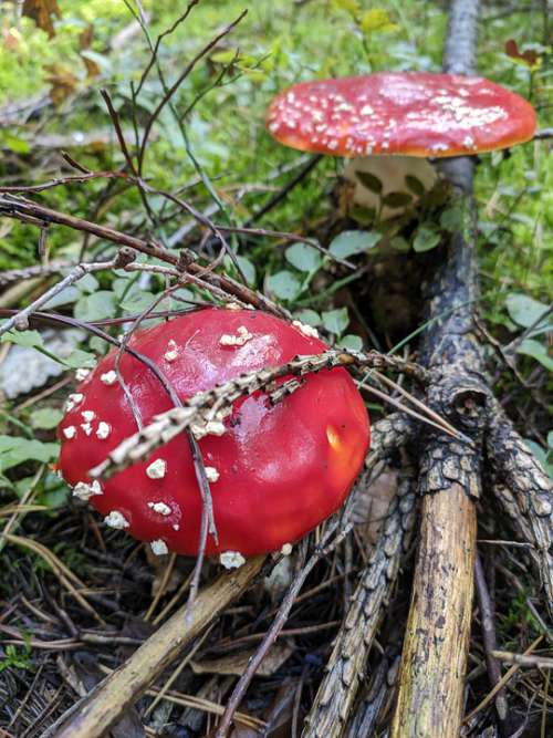 Nature Mushrooms Amanita Muscaria Autumn Forest