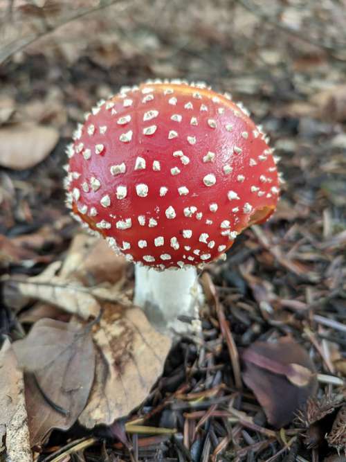 Nature Mushrooms Amanita Muscaria Autumn Forest