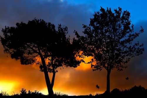 Sunset Nature Trees Color Landscape Light Season