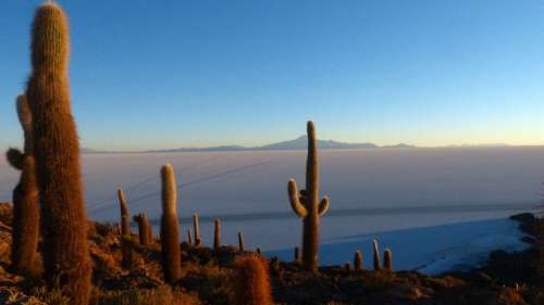 Bolivia Desert Cactus Landscape Arid Sand Sunrise