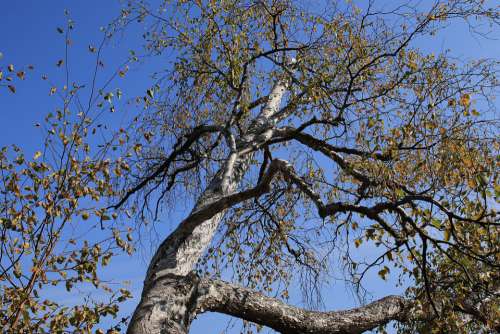 Tree Leaves Autumn Fall