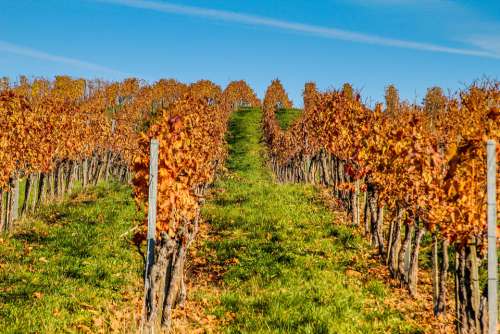 Vineyard Autumn Wine Nature Grapes Vines