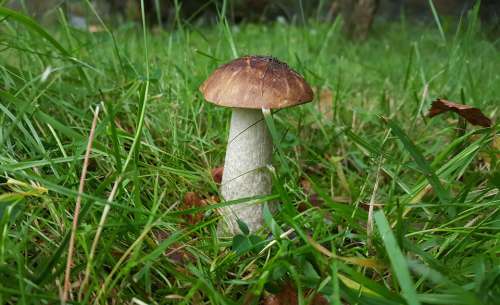 Mushroom Koźlak Grass Edible Forest Hat Brown