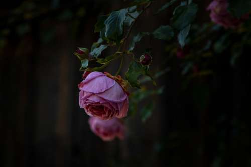 Rose Flower Blossom Bloom Nature Romantic