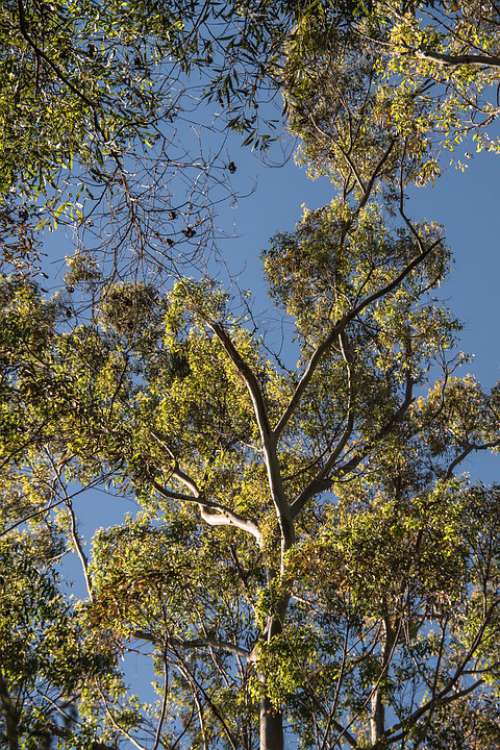 Gum Trees Eucalypts Green Native Subtropical