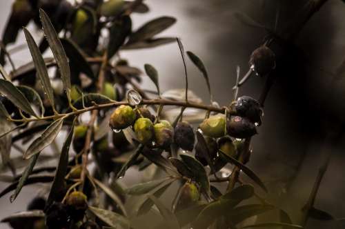 Olives Rain Rain Drops Plant Green Italy Nature